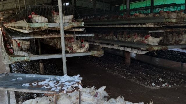 עשרות אלפי תרנגולות מתו (צילום: משרד החקלאות ופיתוח הכפר)