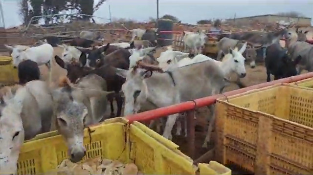 חמורים שחולצו מחווה מאולתרת בשרון (צילום: דוברות המשטרה)