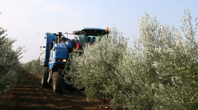 מהגולן עד איטליה - שמן זית ישראלי זוכה במדליות זהב באיטליה (צילום: רוני הילמן, משק הילמן)