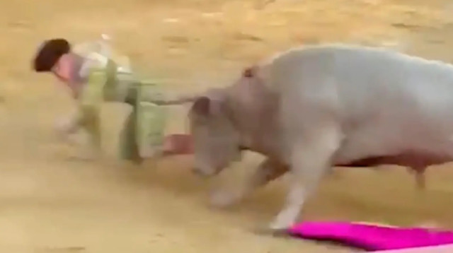 קשה לצפייה: שור תקע את קרניו בישבנו של מטאדור ספרדי (צילום: מתוך יוטיוב)