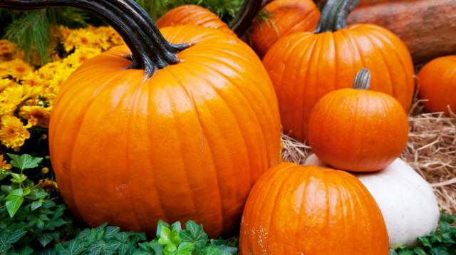 דלעת (צילום: אינגאימג')