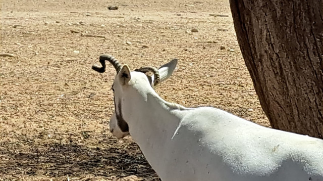 הראם הלבן מאיה (צילום: מור אוחנונה, רשות הטבע והגנים)
