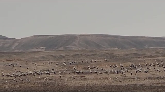 מאות חסידות תועדו בשמורת הטבע מכתשים עין יהב (צילום: ג'מיל אטראש, רשות הטבע והגנים)