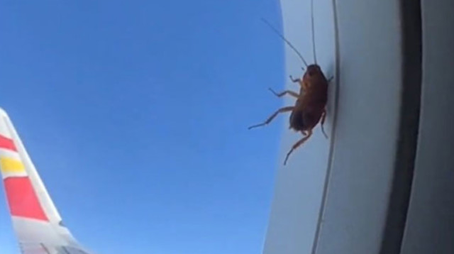 ג'וק תפס טרמפ על מטוס והסעיר את נוסעים (צילום: מתוך יוטיוב)