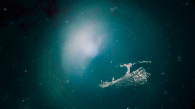 יצור ימי עם שיניים אנושיות אותר במעמקי ים (צילום: אינג'אימג')