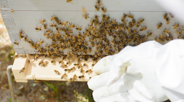 5 מיליון דבורים שוחררו ממשאית (צילום: אינג'אימג')