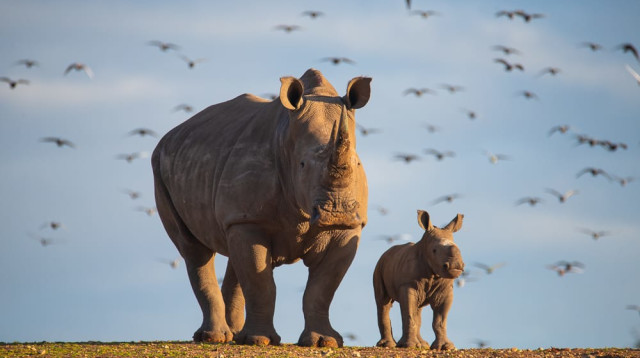 הספארי ברמת גן (צילום: אלעד הרשקוביץ)