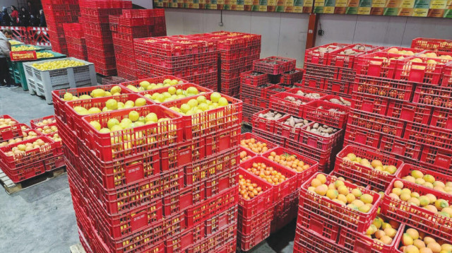 אוכל שנזרק (צילום: באדיבות לקט ישראל)