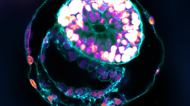 מודל מלאכותי של עובר אדם בשלב התפתחותי המקביל ליום 12 (צילום: מכון ויצמן למדע)