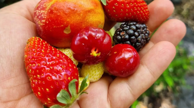 פירות יער (צילום: אביה סלונר, משתלת סלונר)