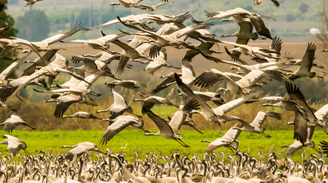 מתוך תערוכת הצילומים "אילו ציפורים"  (צילום: עמיחי מזרחי)