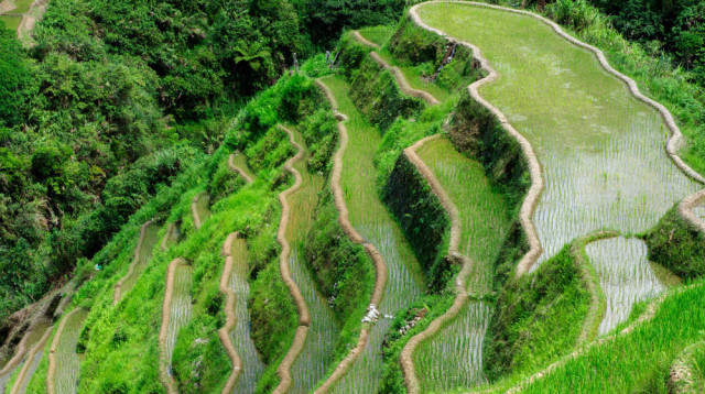 ויזה אלקטרונית לויאטנם - חדש לישראלים: כל מה שצריך לדעת ב-2023 (צילום: FREEPIK)