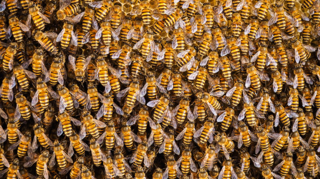 דבורים (צילום: ISS)