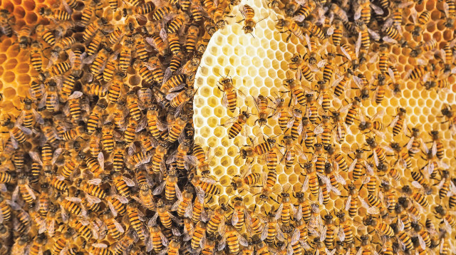 כוורת הדבורים (צילום: ISS)