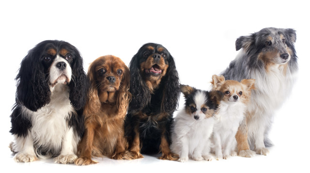 כלבים (צילום: אינג'אימג')