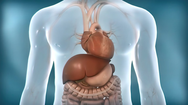 כבד, אילוסטרציה (צילום: אינג'אימג')