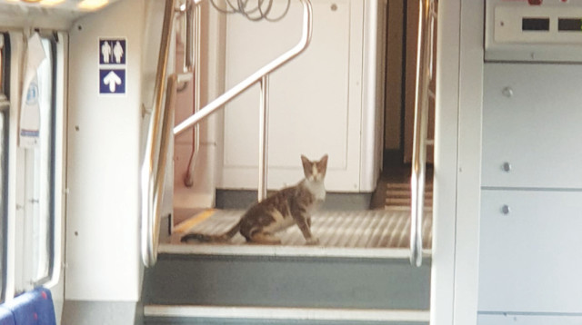 החתול ברכבת (צילום: רכבת ישראל)