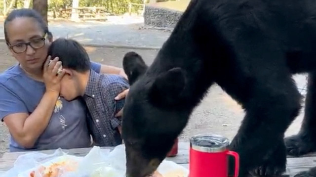 תיעוד מפחיד: הדוב זלל את ארוחת הצהריים (צילום: רויטרס)