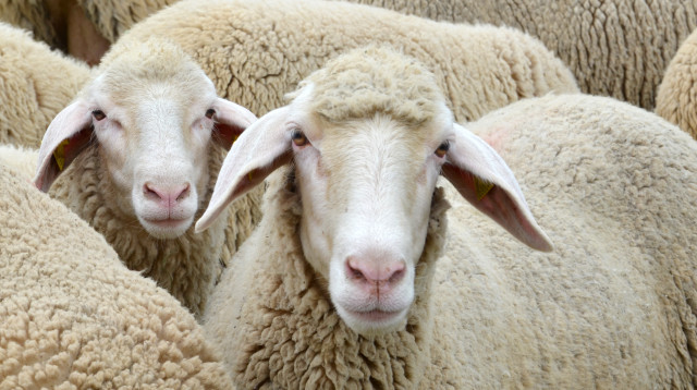 הכבשים היו רעבות, ואכלו 100 ק"ג קנאביס (צילום: אינג'אימג')