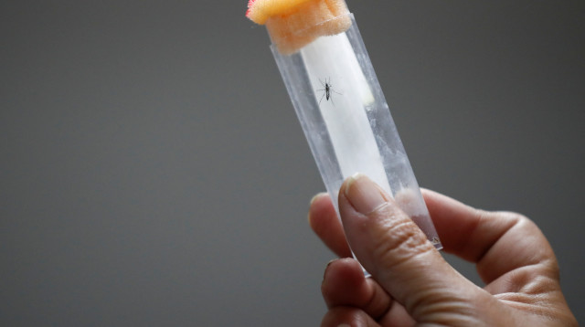 יתוש אדס (צילום: REUTERS/Agustin Marcarian)