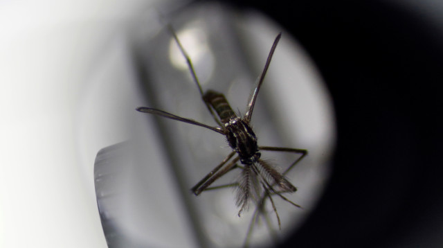 קדחת דנגי (צילום: REUTERS/Edgar Su)
