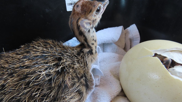 אחד מגוזלי היען בספארי. הזכר והנקבה חולקים את מלאכת הדגירה  (צילום: באדיבות הספארי - שירה ענבר דנין)