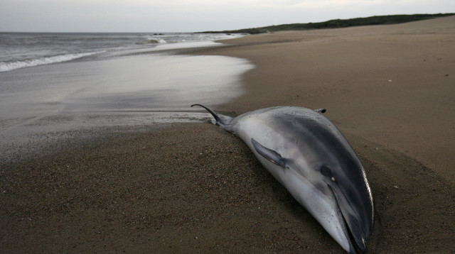 דולפין מת שנסחף לחוף (צילום: רויטרס)