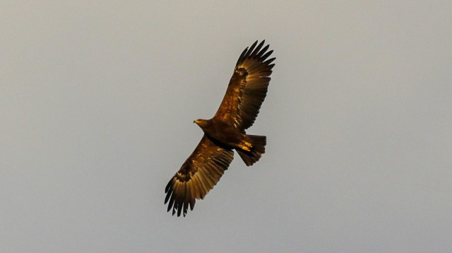 עיט חורש היום ביער בן שמן (צילום: יובל דקס, החברה להגנת הטבע)