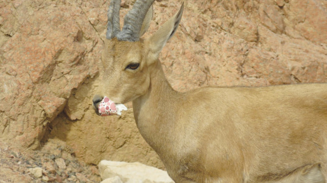 היעל בעין גדי  (צילום: אסף הברי, רשות הטבע והגנים)