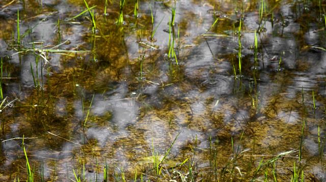 הביצה הפכה ורודה, אילוסטרציה (צילום: אינג'אימג')