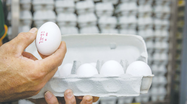 ביצים (צילום: אוליביה פיטוסי)