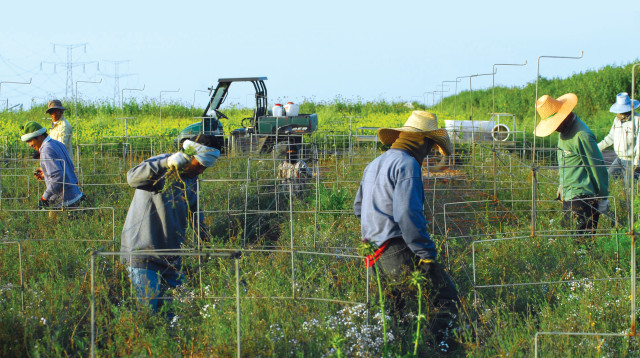 חקלאות בדרום, ארכיון (צילום: גיל יערי, פלאש 90)