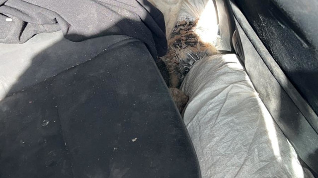 נסיון הברחת יענים (צילום: דוברות המשטרה)