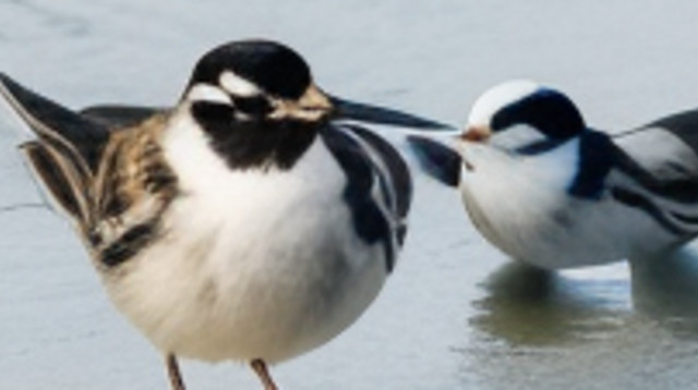 יכולים לזהות את המילה הסמויה? (צילום: Adobe stock)