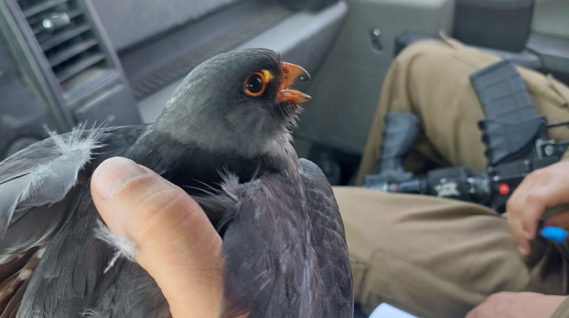 הצלת הבז שנפצע בנגב המערבי (צילום: גל סטדניקוב)