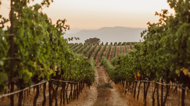 יקב רמת הגולן (צילום: גיל אבירם)