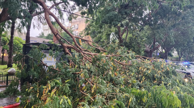 העץ שקרס. מזל גדול (צילום: אלון חכמון)