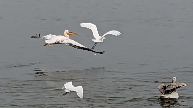 שקנאים במצפור ויקר בעמק חפר (צילום: אירית כליף)