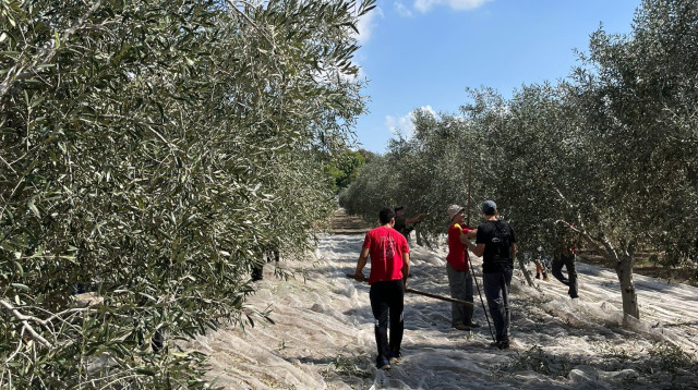 מסיק זיתים (צילום: מועצת ענף הזית)