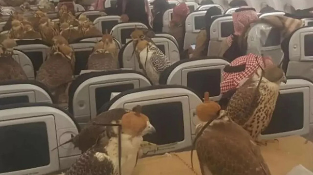 שבר את הרשת. בזים במחלקת התיירים (צילום: שימוש לפי סעיף 27א')