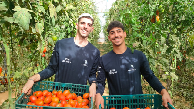 מתנדבים בחקלאות (צילום: השומר החדש)