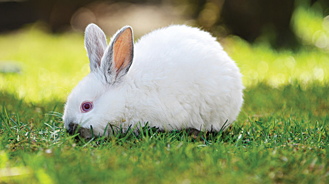 ארנבת לבנה (צילום: אינג'אימג')