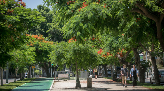 עצים בגינה (צילום: מרים אלסטר, פלאש 90)