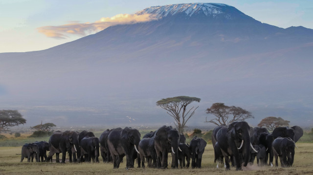 הספארי בקניה (צילום: אינגאימג')