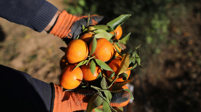 קטיף תפוזים. אילוסטרציה (צילום: חסן ג'די, פלאש 90)
