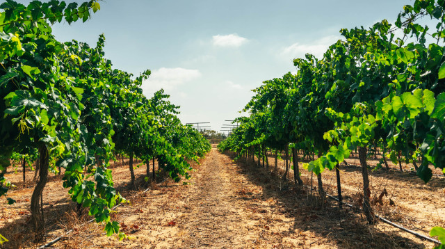 מושב קדש ברנע-יקב רמת נגב-טבע-חקלאות-כרם ענבים (צילום: דניאל בר )