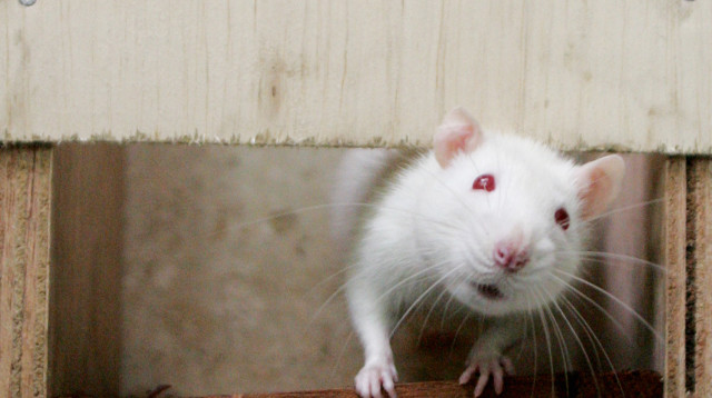 חולדה  (צילום: REUTERS/Daniel Munoz)