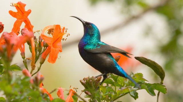 צופית יונקת צוף מפרח הטקומית (צילום: אבי בלומן)