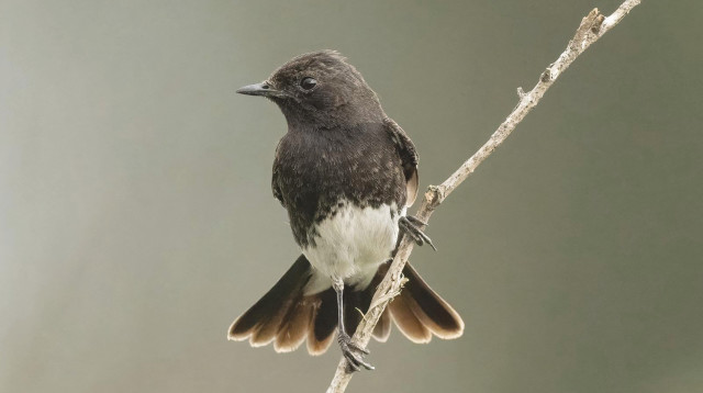 דוחל שחור  (צילום: אמיר בן דב)