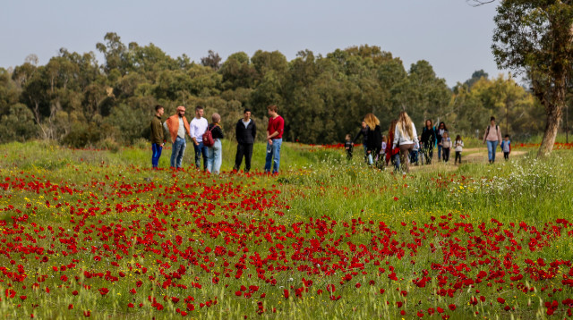 דרום אדום (צילום: פלאש 90)